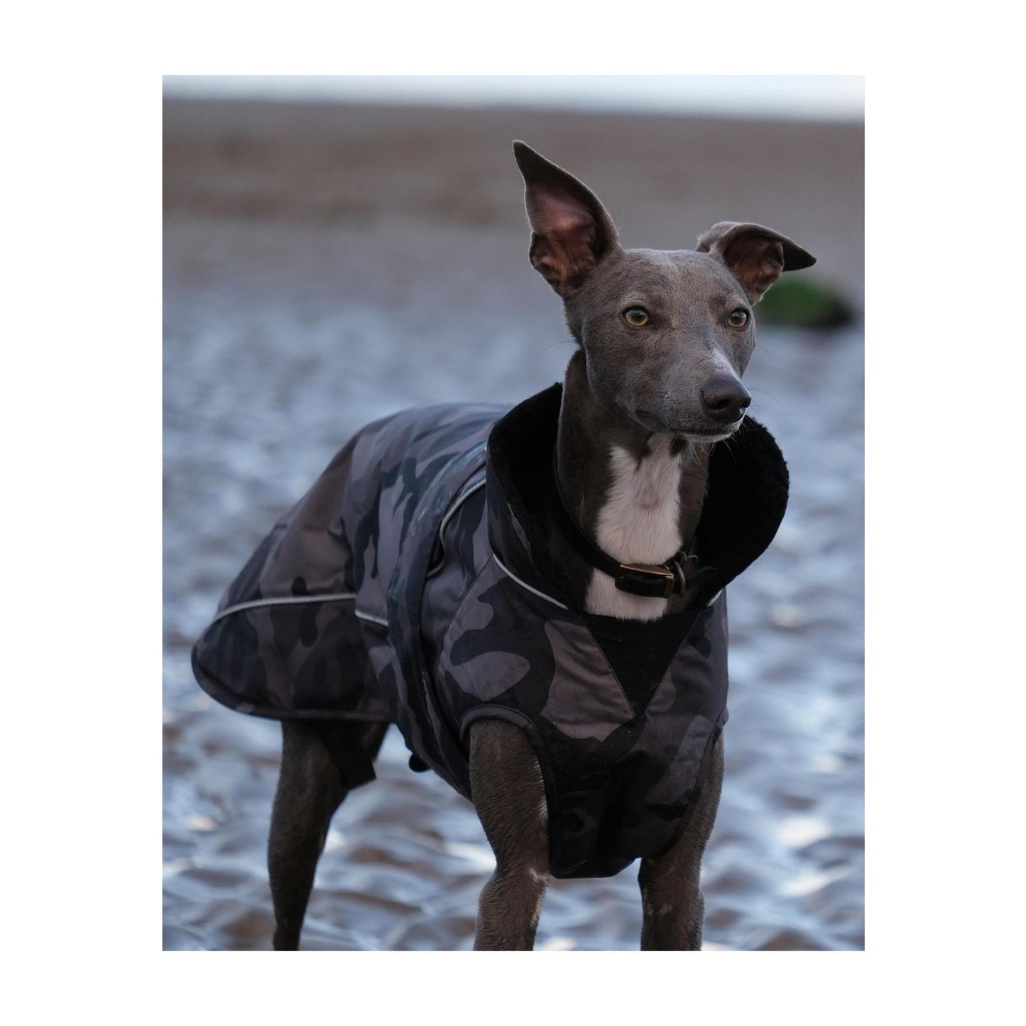 DRYROBE Dog Coat Dog coat Dogs