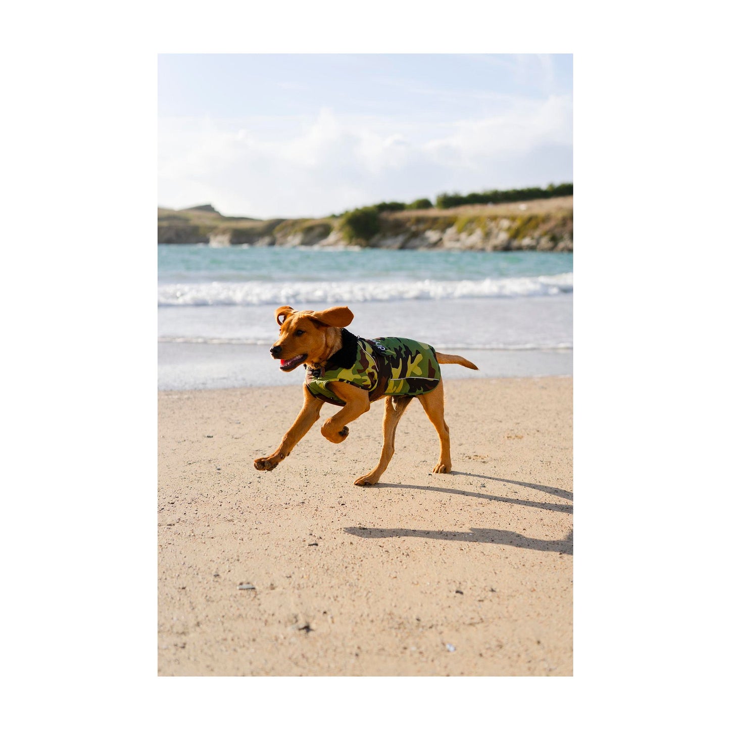 DRYROBE Dog Coat Dog coat Dogs