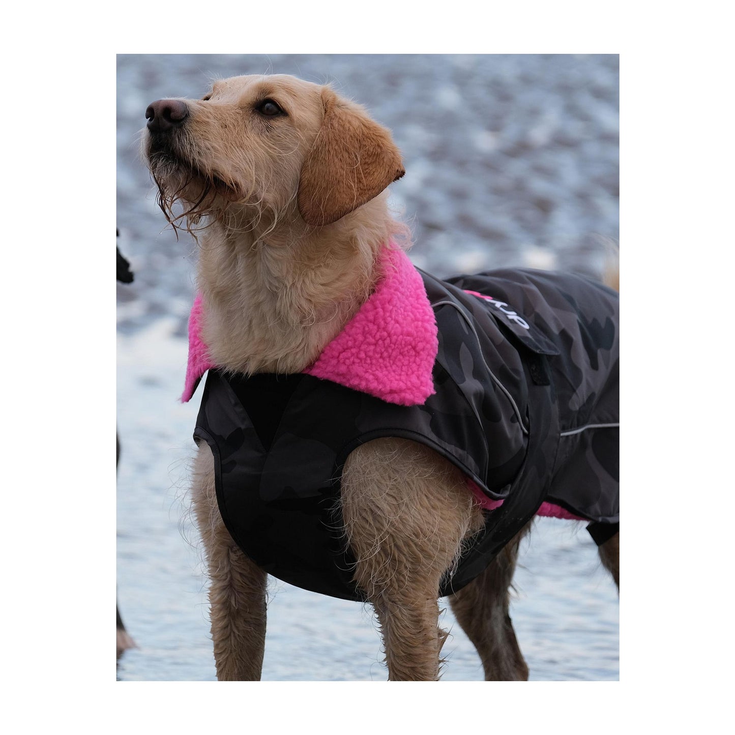 DRYROBE Dog Coat Dog coat Dogs