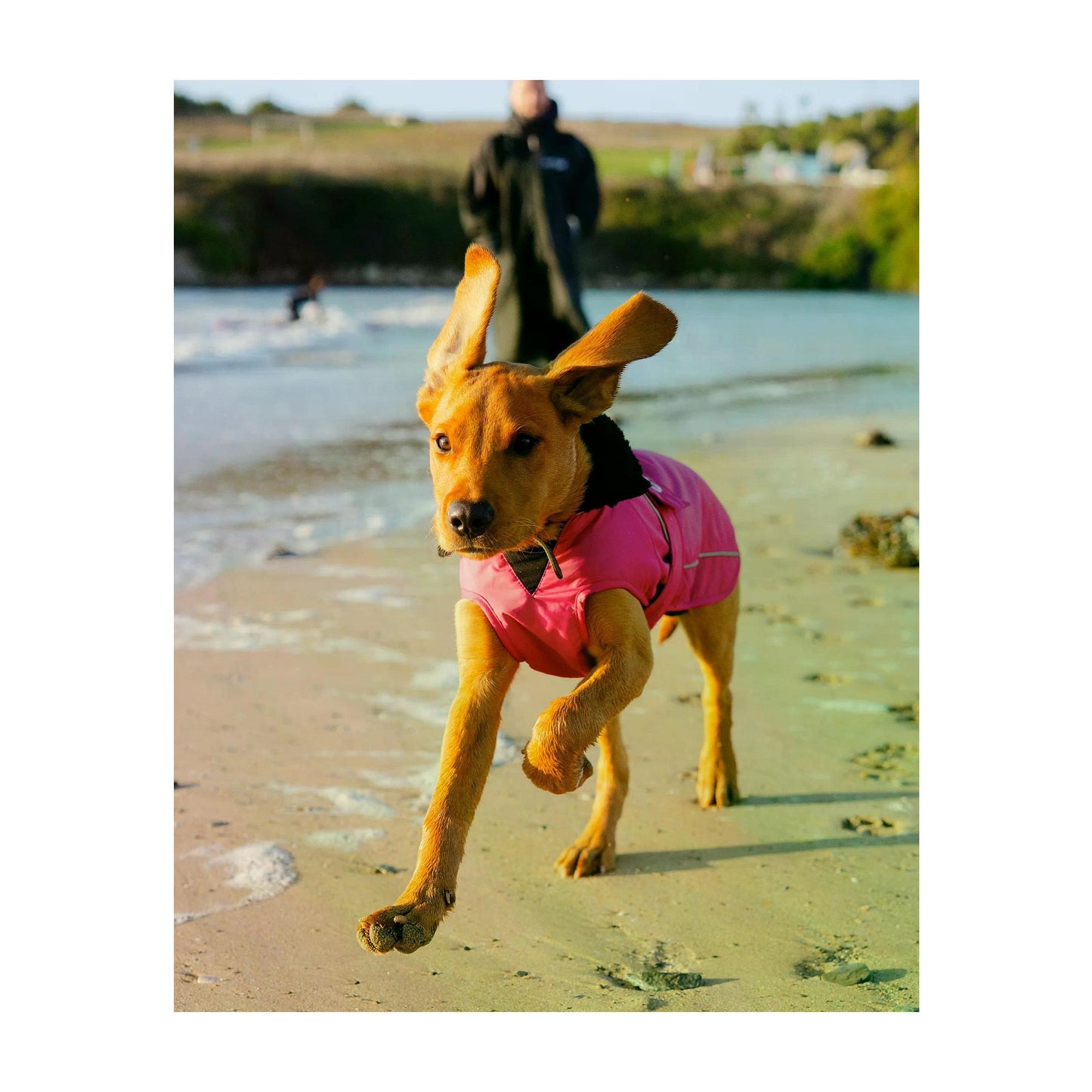 DRYROBE Dog Coat Dog coat Dogs