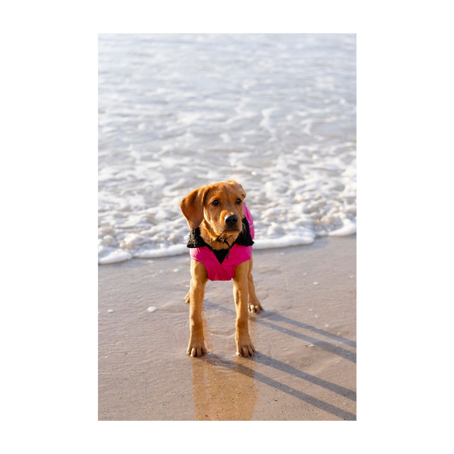 DRYROBE Dog Coat Hundemantel