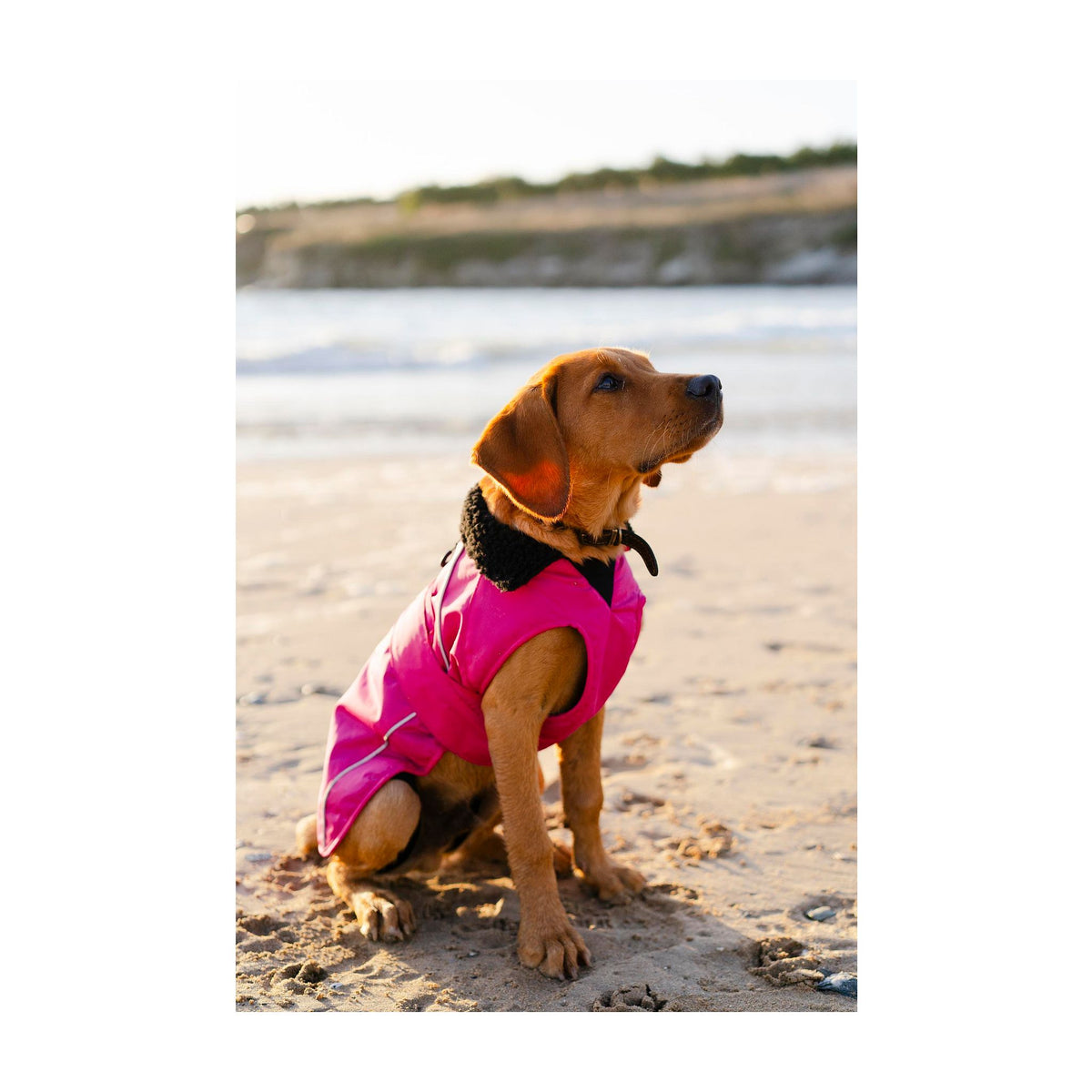 DRYROBE Dog Coat Hundemantel