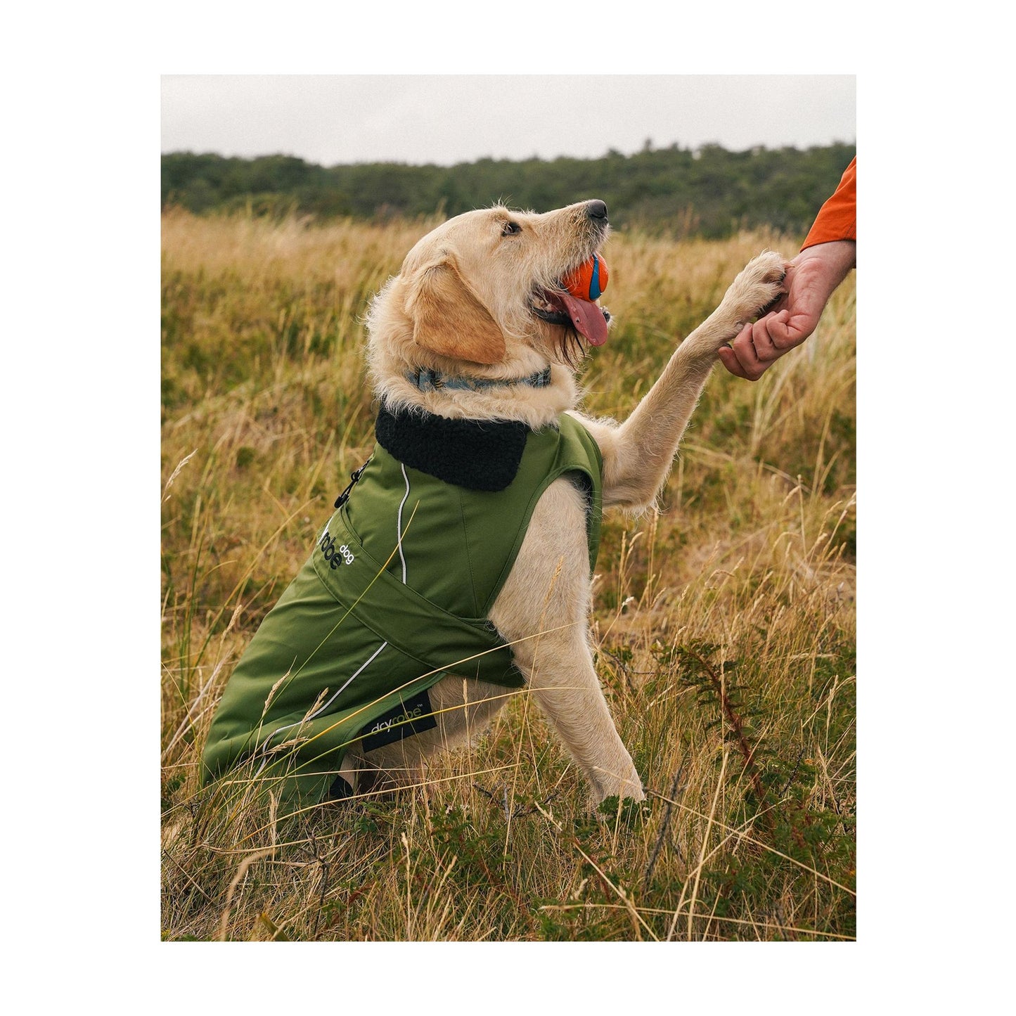 DRYROBE Dog Coat Dog coat Dogs