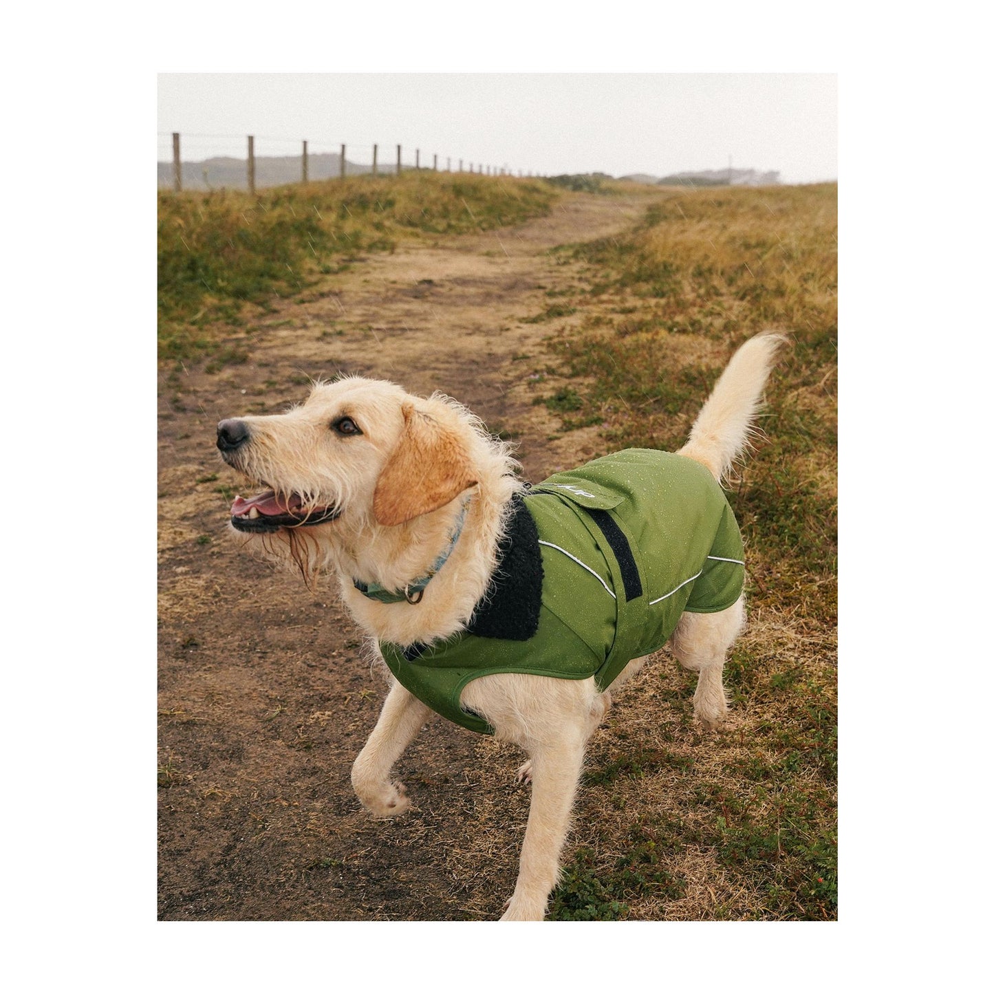 DRYROBE Dog Coat Dog coat Dogs