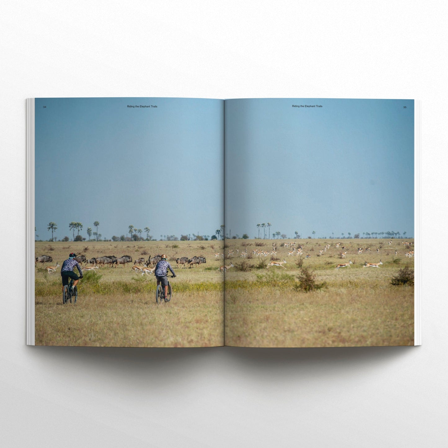 WAVES AND WOODS -  Ausgabe 42